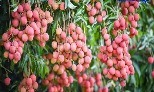 लीची बागों के वैज्ञानिक प्रबंधन पर जोर, तुड़ाई के बाद छंटाई और पोषण जरूरी: विशेषज्ञ सलाह