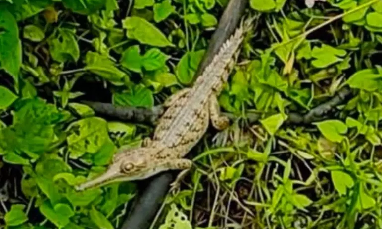 Assam: पश्चिमी कार्बी आंगलोंग की केकाईडोंग नदी में दुर्लभ युवा घड़ियाल देखा गया