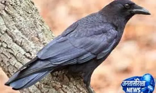 काशी के पंडित ने बताया कौवे से जुड़े रहस्य