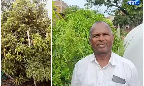 बड़कागांव में दुर्लभ आम की चोरी, पुलिस जांच शुरू