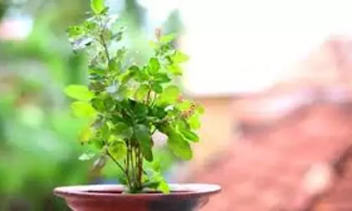 Ashadh Maas में तुलसी पूजन का विशेष महत्व