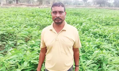 कृषक रूक्मण और गोकुल ने हरी खाद तकनीक अपनाकर
