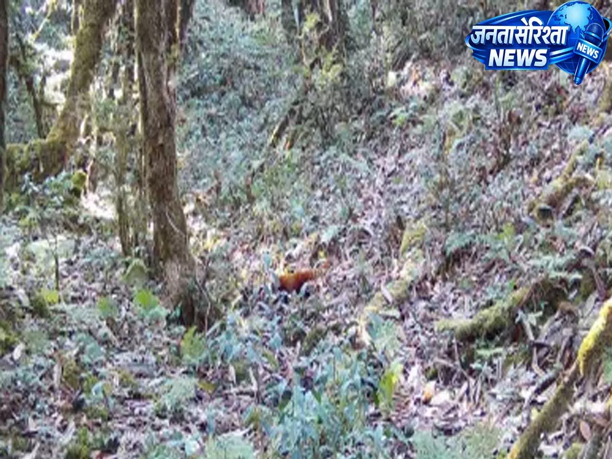 Arunachal के जंगलों में बड़ी खोज, वैज्ञानिकों ने खोजा लाल पांडा का नया ठिकाना Arunachal के जंगलों में बड़ी खोज, वैज्ञानिकों ने खोजा लाल पांडा का नया ठिकाना