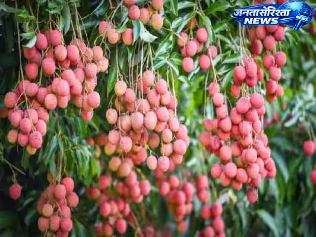 लीची बागों के वैज्ञानिक प्रबंधन पर जोर, तुड़ाई के बाद छंटाई और पोषण जरूरी: विशेषज्ञ सलाह लीची बागों के वैज्ञानिक प्रबंधन पर जोर, तुड़ाई के बाद छंटाई और पोषण जरूरी: विशेषज्ञ सलाह