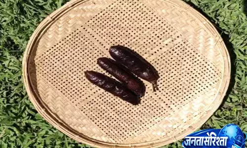 भूला हुआ जंगल का खजाना: पेड़ के फल से बनता है प्राकृतिक साबुन