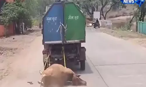 मध्य प्रदेश में मृत गाय को कचरा वाहन से घसीटने का वीडियो वायरल, लोगों में आक्रोश - VIDEO मध्य प्रदेश में मृत गाय को कचरा वाहन से घसीटने का वीडियो वायरल, लोगों में आक्रोश - VIDEO