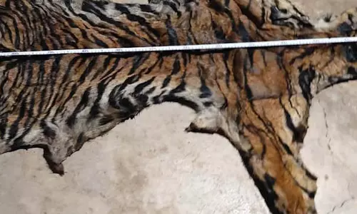 छत्तीसगढ़ में बाघ खाल की तस्करी नाकाम छत्तीसगढ़ में बाघ खाल की तस्करी नाकाम