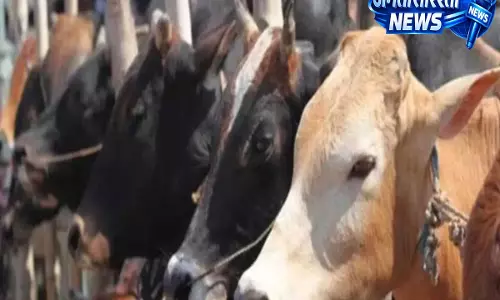 गोहत्या प्रतिबंध मामले में सुप्रीम कोर्ट में तीखी बहस, तमिलनाडु ने हाई कोर्ट के फैसले पर उठाए सवाल गोहत्या प्रतिबंध मामले में सुप्रीम कोर्ट में तीखी बहस, तमिलनाडु ने हाई कोर्ट के फैसले पर उठाए सवाल