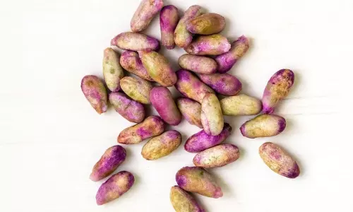 Jamun का फल मशहूर, गुठली की ताकत अनजान
