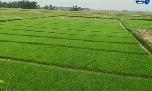 मानसून की दगाबाजी से किसान परेशान मानसून की दगाबाजी से किसान परेशान