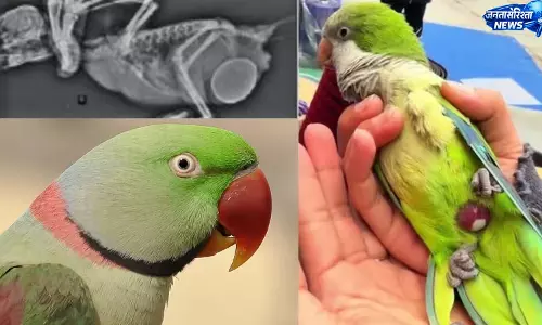 Pelvis में फंसा अंडा, मिट्ठू की हालत गंभीर