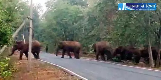 मेन रोड में हाथियों की वजह से हुआ आवागमन ठप मेन रोड में हाथियों की वजह से हुआ आवागमन ठप