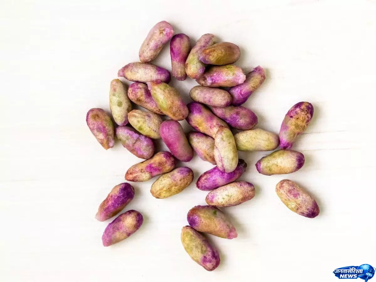 Jamun का फल मशहूर, गुठली की ताकत अनजान Jamun का फल मशहूर, गुठली की ताकत अनजान