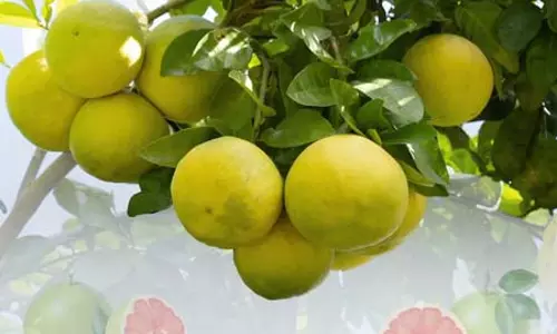 खट्टे फलों का बादशाह चकोतरा, स्वाद और पोषण दोनों में लाजवाब