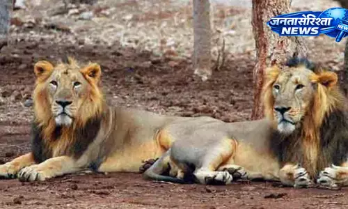 Gujarat : गिर जंगल में 8 शेर शावकों की मौत से चिंता, एशियाई शेर संरक्षण पर फिर उठे सवाल Gujarat : गिर जंगल में 8 शेर शावकों की मौत से चिंता, एशियाई शेर संरक्षण पर फिर उठे सवाल
