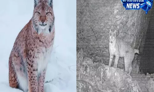 सिक्किम में पहली बार दिखा Eurasian lynx, IFS अधिकारी की पोस्ट ने बटोरी सुर्खियां सिक्किम में पहली बार दिखा Eurasian lynx, IFS अधिकारी की पोस्ट ने बटोरी सुर्खियां