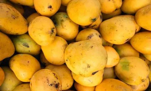 fresh दिखने वाले आम में भी हो सकता है संक्रमण, जानें किसान के 3 तरीके