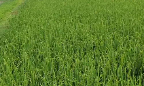 Bihar : धान की खेती बनी चर्चा का विषय, किसान कृष्णानंद सिंह ने 20 एकड़ में की खेती Bihar : धान की खेती बनी चर्चा का विषय, किसान कृष्णानंद सिंह ने 20 एकड़ में की खेती