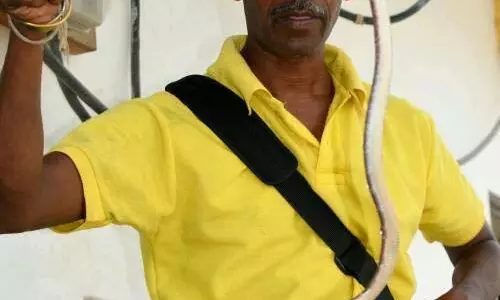 उदयपुर के Chaman Singh चौहान बन चुके हैं सर्प मित्र उदयपुर के Chaman Singh चौहान बन चुके हैं सर्प मित्र