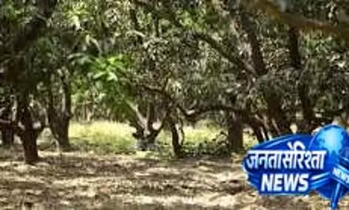 Garden लगाने से पहले मिट्टी और जगह का सही चयन