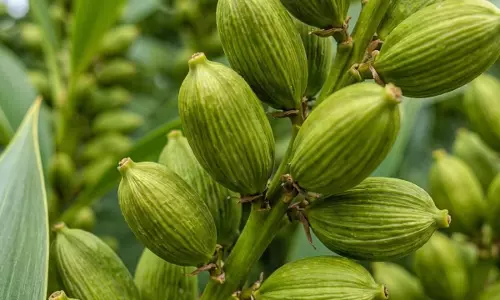 Kitchen गार्डन में उगाएं इलायची, सही बीज और मिट्टी से मिलेगा बेहतर रिजल्ट Kitchen गार्डन में उगाएं इलायची, सही बीज और मिट्टी से मिलेगा बेहतर रिजल्ट