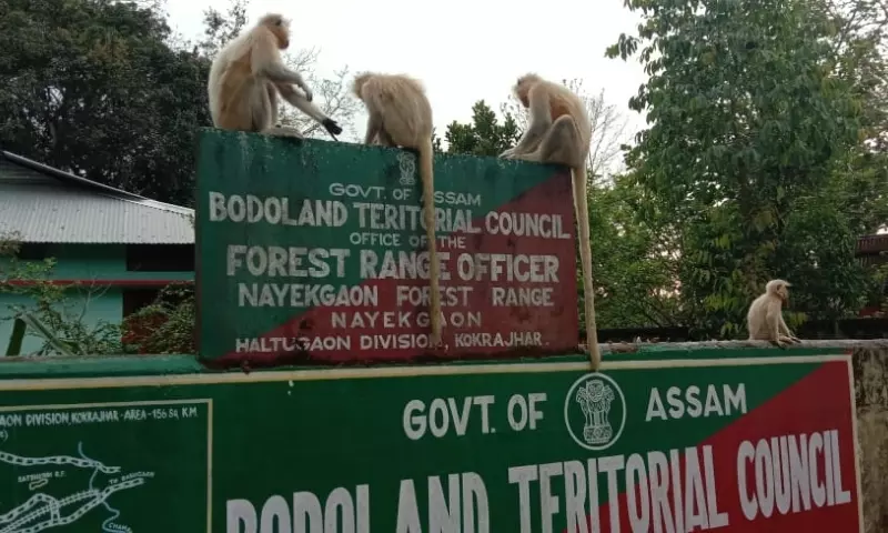 STF की कार्रवाई में स्मगलिंग नेटवर्क का भंडाफोड़, असम में बड़ी सफलता STF की कार्रवाई में स्मगलिंग नेटवर्क का भंडाफोड़, असम में बड़ी सफलता