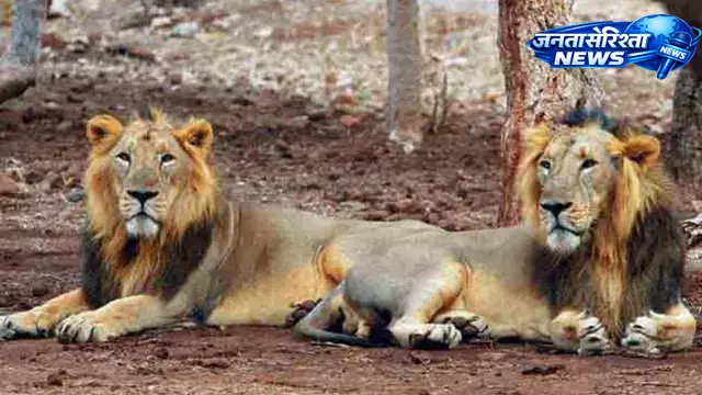 Gujarat : गिर जंगल में 8 शेर शावकों की मौत से चिंता, एशियाई शेर संरक्षण पर फिर उठे सवाल Gujarat : गिर जंगल में 8 शेर शावकों की मौत से चिंता, एशियाई शेर संरक्षण पर फिर उठे सवाल