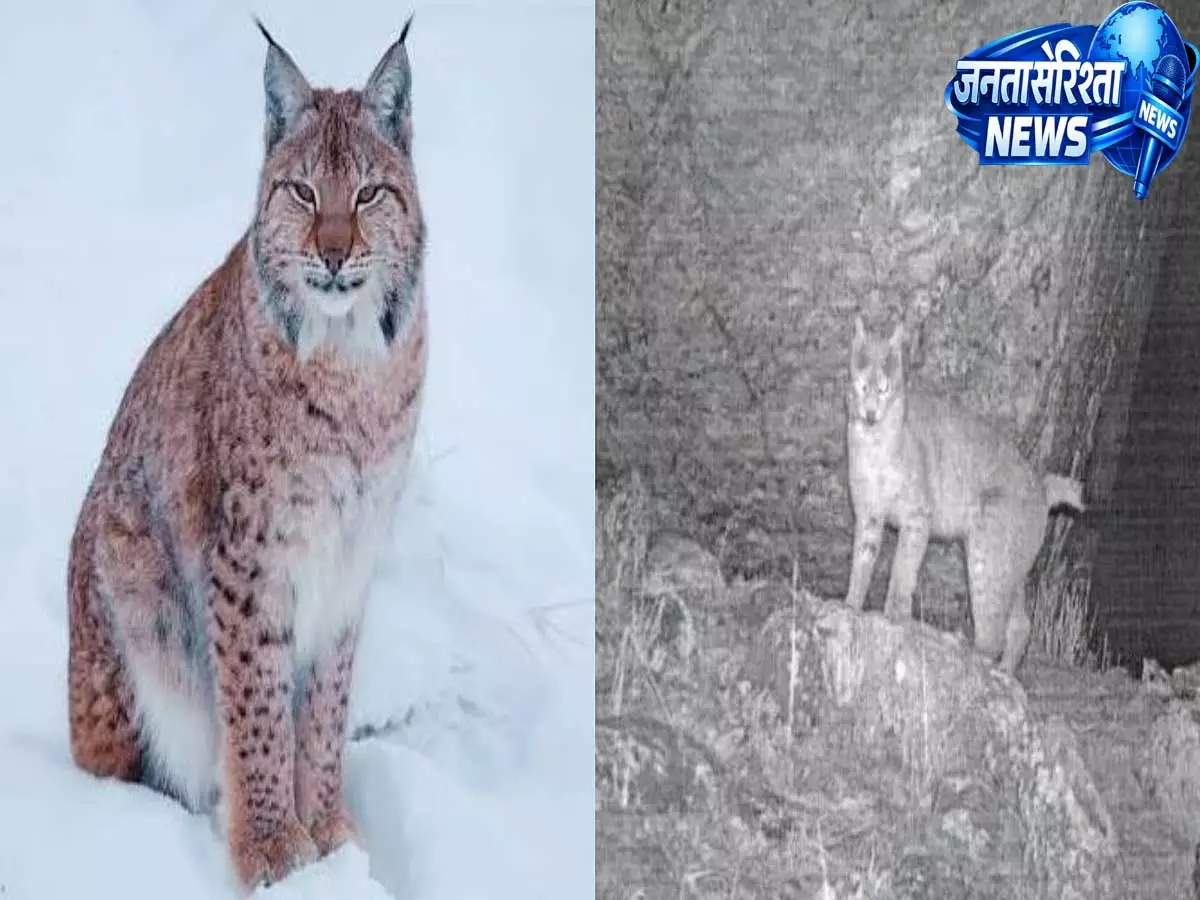 सिक्किम में पहली बार दिखा Eurasian lynx, IFS अधिकारी की पोस्ट ने बटोरी सुर्खियां