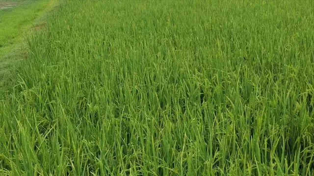 Bihar : धान की खेती बनी चर्चा का विषय, किसान कृष्णानंद सिंह ने 20 एकड़ में की खेती Bihar : धान की खेती बनी चर्चा का विषय, किसान कृष्णानंद सिंह ने 20 एकड़ में की खेती