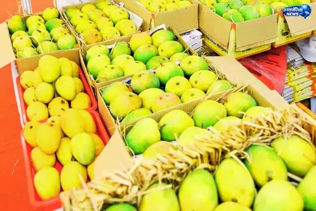 शुभेंदु अधिकारी को भेजे 500 किलो आम शुभेंदु अधिकारी को भेजे 500 किलो आम