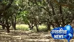 Garden लगाने से पहले मिट्टी और जगह का सही चयन Garden लगाने से पहले मिट्टी और जगह का सही चयन