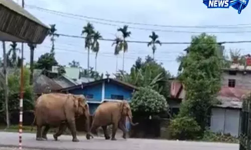Assam: डिगबोई में जंगली हाथियों का झुंड रिहायशी इलाके में घुसा, दहशत का माहौल