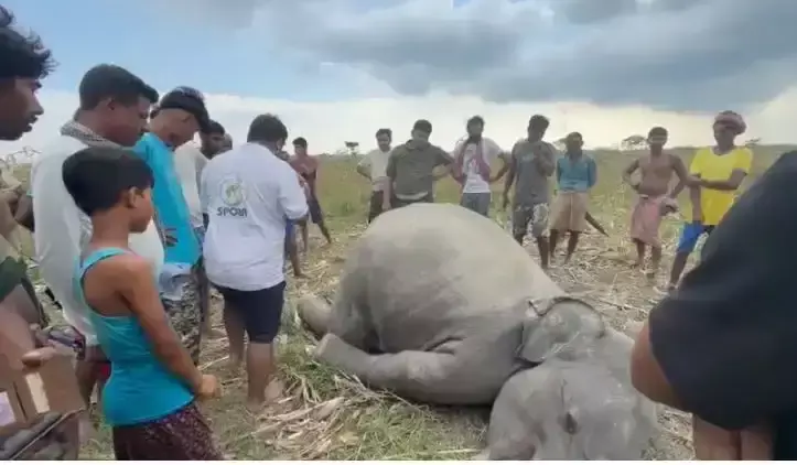 Jalpaiguri: हाथी की मौत से वन विभाग सतर्क, तीस्ता नदी किनारे मिला शव Jalpaiguri: हाथी की मौत से वन विभाग सतर्क, तीस्ता नदी किनारे मिला शव
