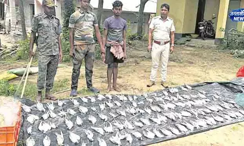 Baleshwar 297 जीवित, 113 मृत सीगल का रेस्क्यू Baleshwar 297 जीवित, 113 मृत सीगल का रेस्क्यू