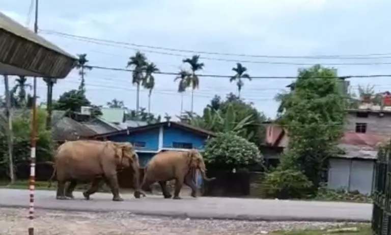 Assam: जंगली हाथियों का झुंड डिगबोई के रिहायशी इलाकों में घुसा, दहशत फैल गई