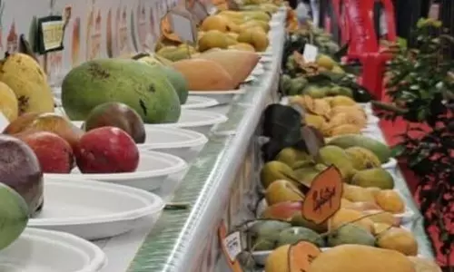 खास किस्म के Mango ने खींचा सबका ध्यान खास किस्म के Mango ने खींचा सबका ध्यान