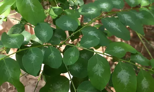 Nutrient तत्वों से भरपूर पौधा, घर में लगाने के आसान टिप्स Nutrient तत्वों से भरपूर पौधा, घर में लगाने के आसान टिप्स