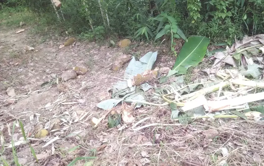 Nagaland : जंगली हाथियों ने वोखा गांव में फसलों और झोपड़ियों को नुकसान पहुंचाया Nagaland : जंगली हाथियों ने वोखा गांव में फसलों और झोपड़ियों को नुकसान पहुंचाया