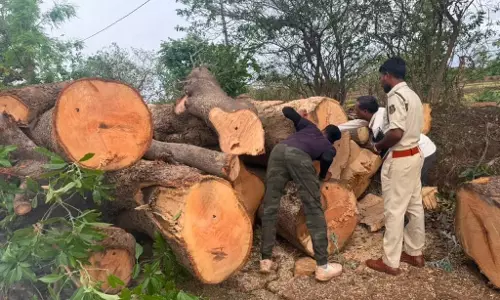 आम के 12 पेड़ों की अवैध कटाई, ट्रक-क्रेन जब्त, फर्जी सील का हुआ खुलासा