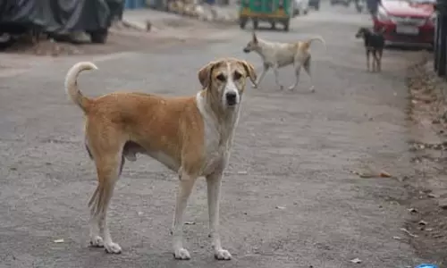 आवारा कुत्तों की बढ़ती समस्या से निपटने के लिए महाराष्ट्र सरकार का बड़ा अभियान आवारा कुत्तों की बढ़ती समस्या से निपटने के लिए महाराष्ट्र सरकार का बड़ा अभियान