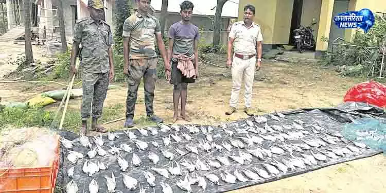 Baleshwar 297 जीवित, 113 मृत सीगल का रेस्क्यू Baleshwar 297 जीवित, 113 मृत सीगल का रेस्क्यू