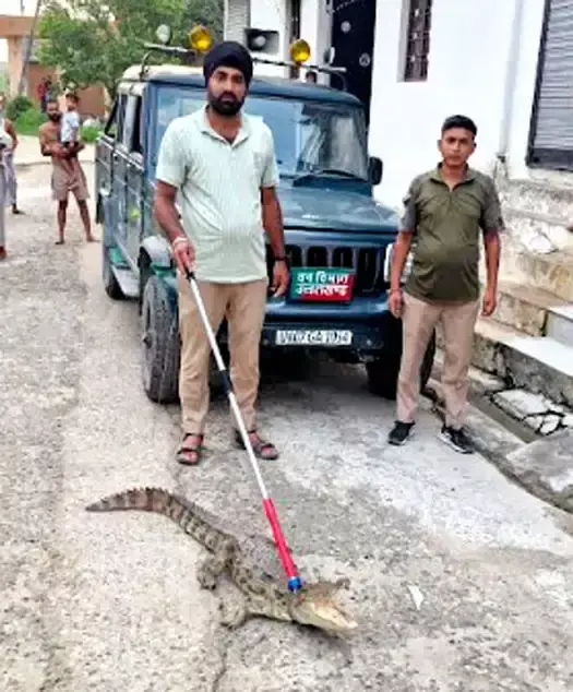 Haridwar: लक्सर के गांव में घर के अंदर मिला मगरमच्छ, वन विभाग की टीम ने पकड़ा Haridwar: लक्सर के गांव में घर के अंदर मिला मगरमच्छ, वन विभाग की टीम ने पकड़ा