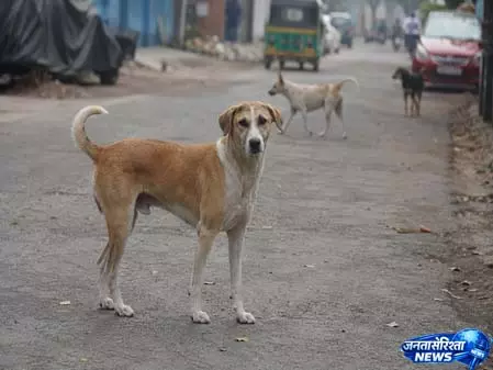 आवारा कुत्तों की बढ़ती समस्या से निपटने के लिए महाराष्ट्र सरकार का बड़ा अभियान आवारा कुत्तों की बढ़ती समस्या से निपटने के लिए महाराष्ट्र सरकार का बड़ा अभियान