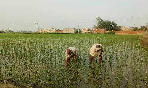 कम बारिश और फिजी वायरस से धान की रोपाई धीमी होने का डर कम बारिश और फिजी वायरस से धान की रोपाई धीमी होने का डर
