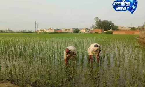 Haryana में धान रोपाई को लेकर चिंता
