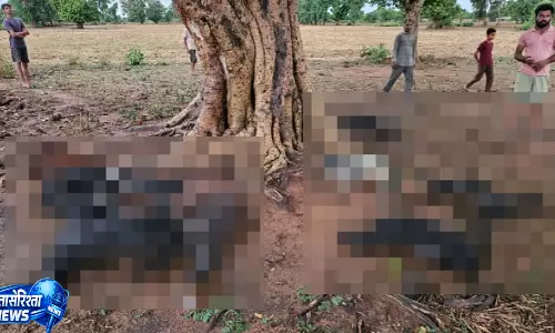 Chhatarpur : बिजली गिरने से 10 बकरियों की मौत, गरीब पशुपालक परिवार को बड़ा नुकसान Chhatarpur : बिजली गिरने से 10 बकरियों की मौत, गरीब पशुपालक परिवार को बड़ा नुकसान