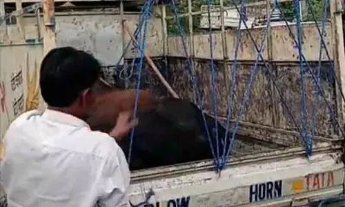 Nurpur नगर परिषद ने वार्ड-4 से आवारा सांडों को हटाया