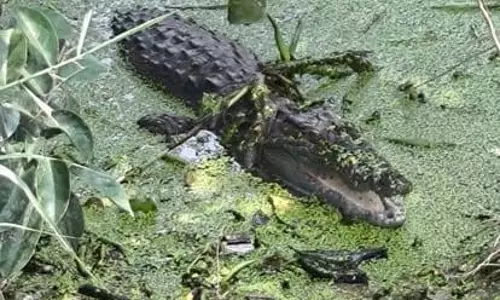 Dungarpur: गेंजी गांव में मगरमच्छ की दस्तक, लोगों को तालाब से दूर रहने की सलाह