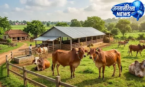 देशी गायों को बढ़ावा देने के लिए नई योजना: डेयरी खोलने पर 50% तक अनुदान