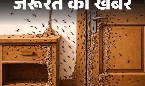 मानसून में दीमक से सुरक्षा के आसान उपाय